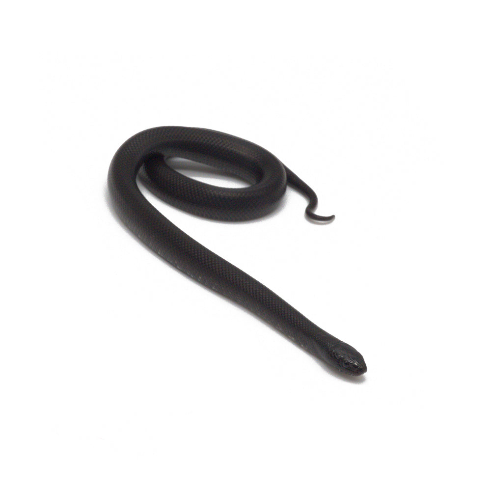 Black Mexican Kingsnake