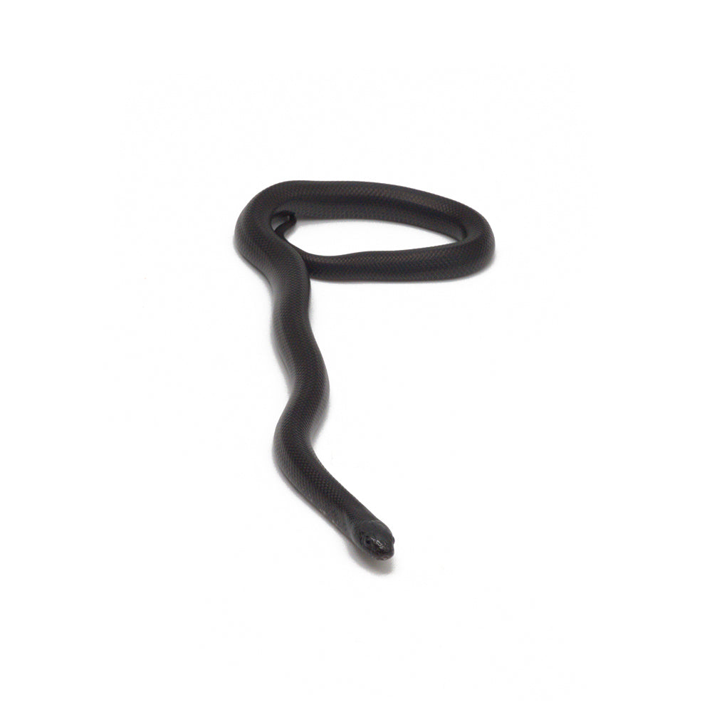 Black Mexican Kingsnake