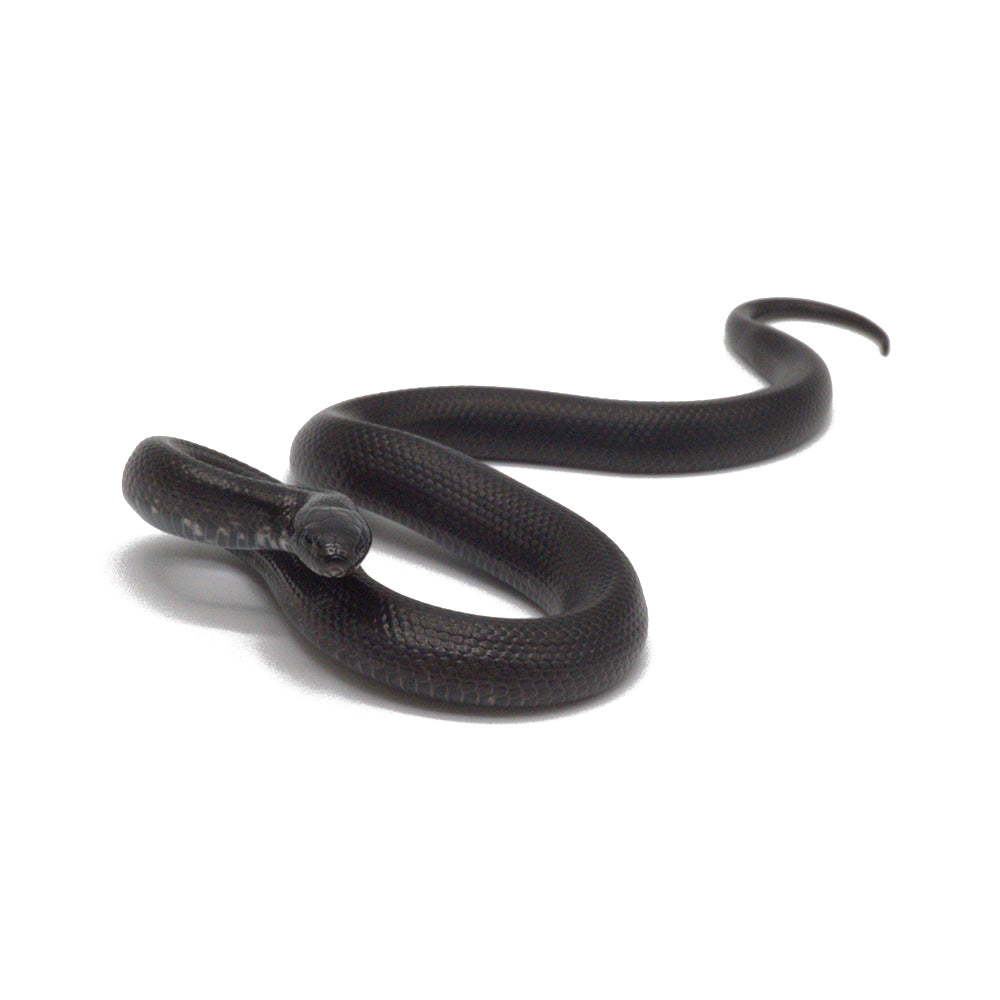 Black Mexican Kingsnake