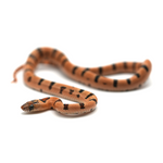 Leopard Orange Nuevo Leon Kingsnake
