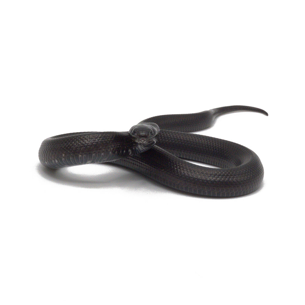 Black Mexican Kingsnake