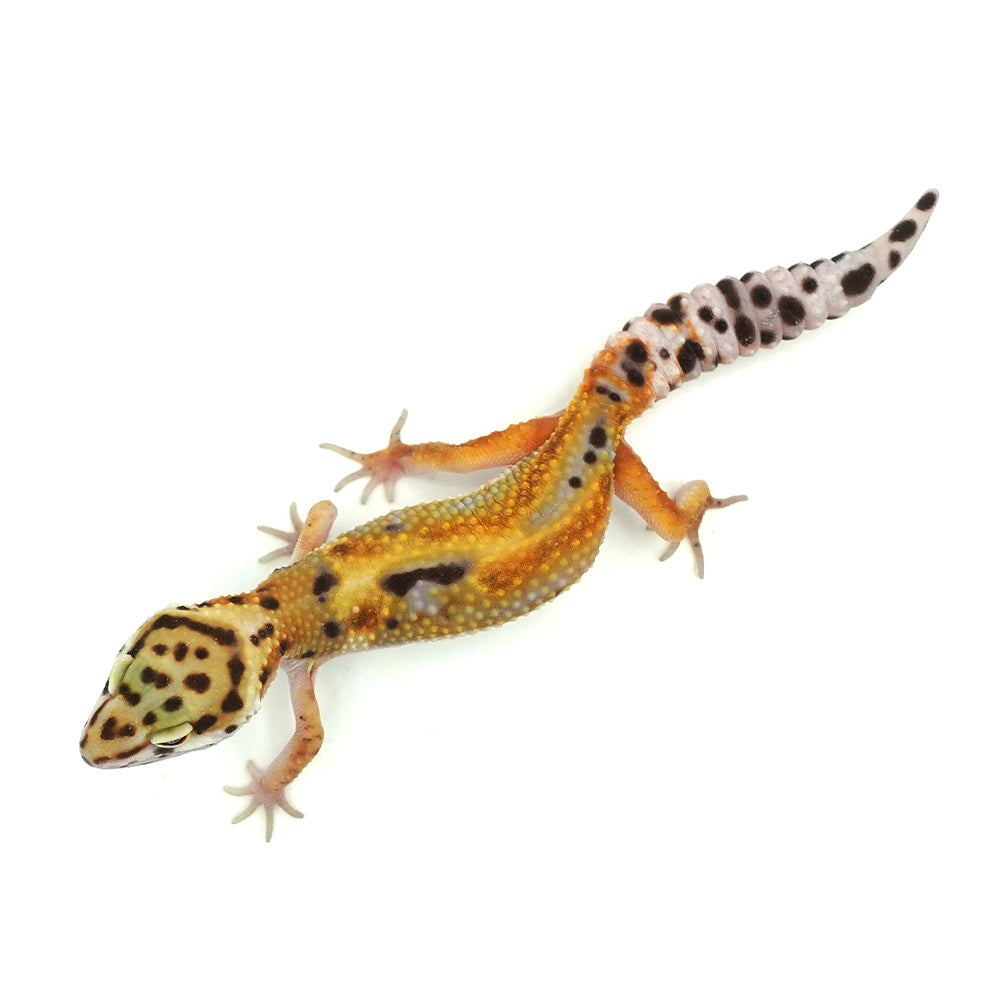 Tangerine Leopard Gecko