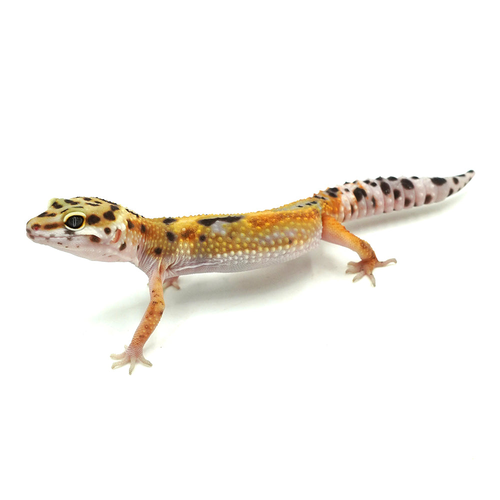 Tangerine Leopard Gecko