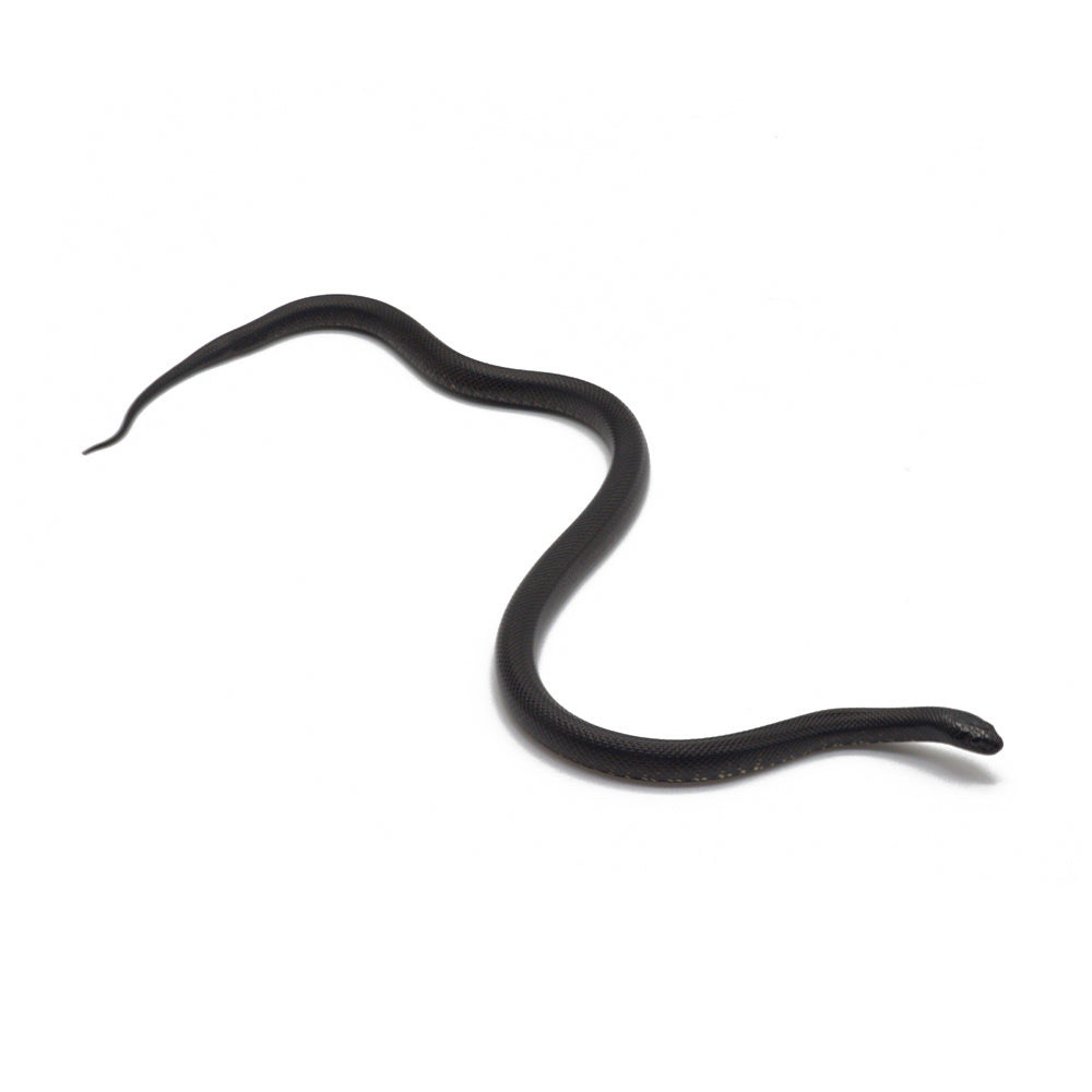 Black Mexican Kingsnake
