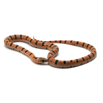 Leopard Orange Nuevo Leon Kingsnake
