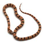 Leopard Orange Nuevo Leon Kingsnake