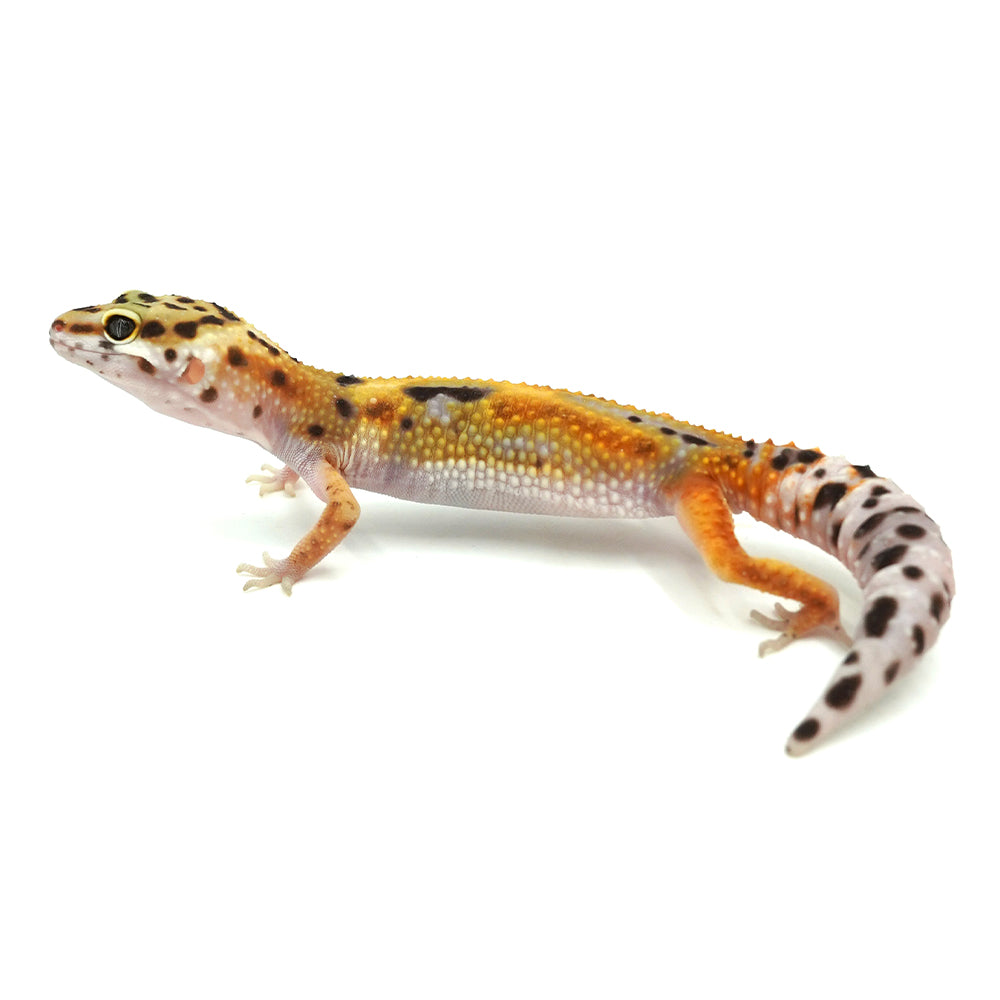 Tangerine Leopard Gecko