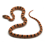 Leopard Orange Nuevo Leon Kingsnake