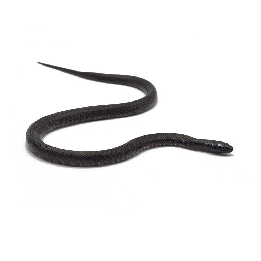 Black Mexican Kingsnake