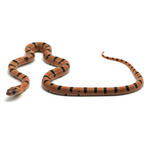 Leopard Orange Nuevo Leon Kingsnake