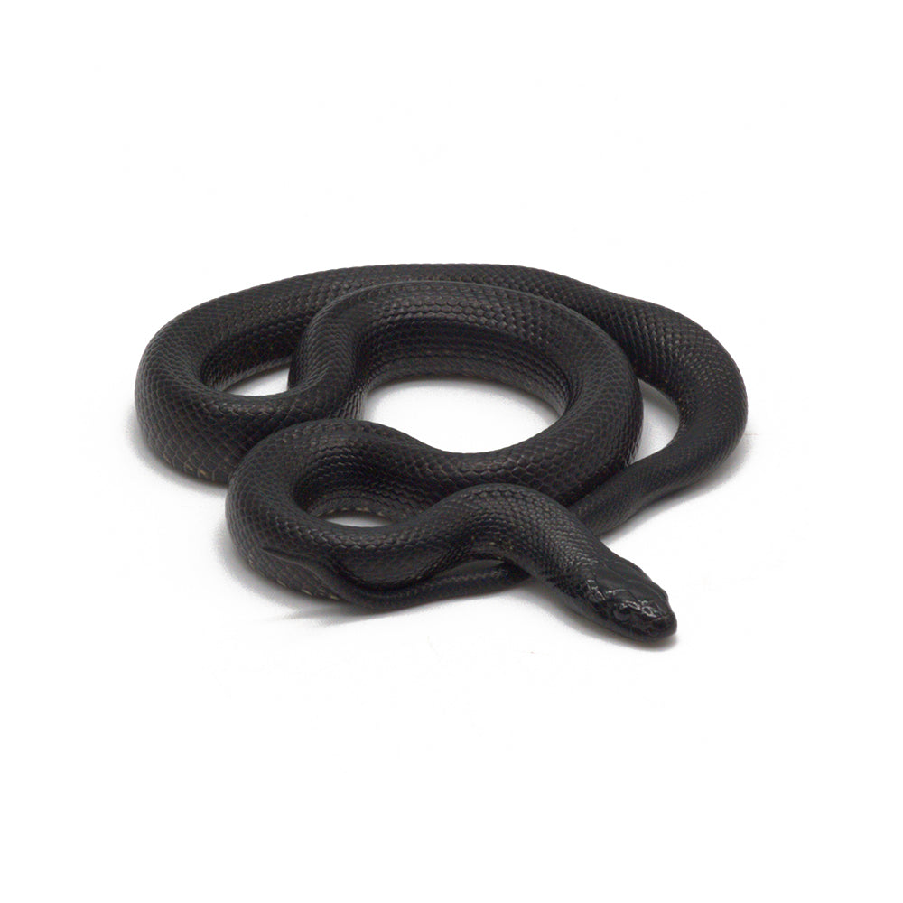 Black Mexican Kingsnake