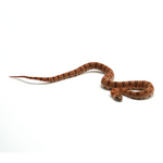 Leopard Orange Nuevo Leon Kingsnake
