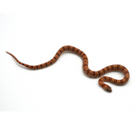 Leopard Orange Nuevo Leon Kingsnake