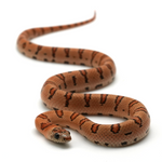Leopard Orange Nuevo Leon Kingsnake