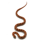 Leopard Orange Nuevo Leon Kingsnake