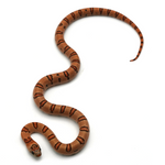 Leopard Orange Nuevo Leon Kingsnake