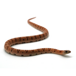 Leopard Orange Nuevo Leon Kingsnake
