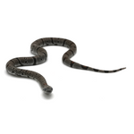 Black Gap Gray-banded Kingsnake