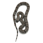 Black Gap Gray-banded Kingsnake