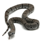 Black Gap Gray-banded Kingsnake
