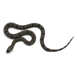 Black Gap Gray-banded Kingsnake