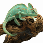 Veiled Chameleon