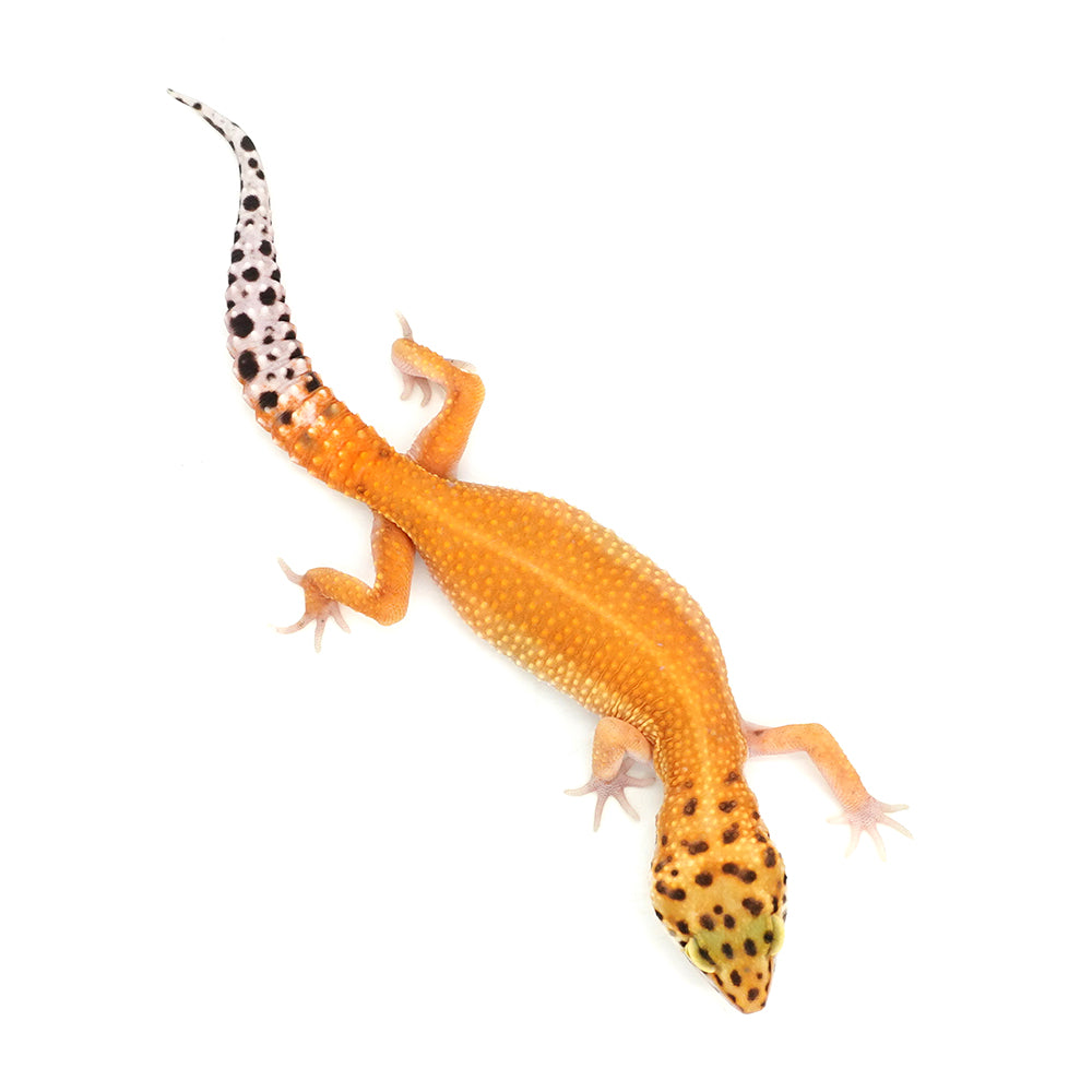 Tangerine Leopard Gecko