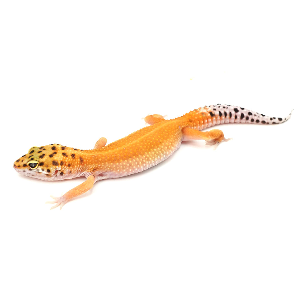 Tangerine Leopard Gecko