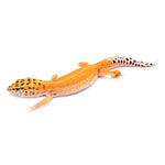 Tangerine Leopard Gecko