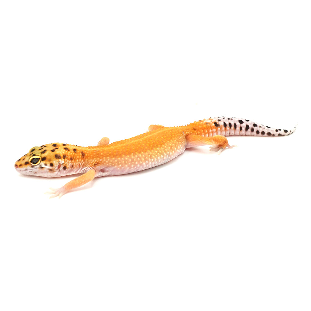 Tangerine Leopard Gecko