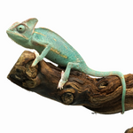 Veiled Chameleon