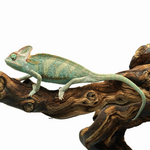 Veiled Chameleon