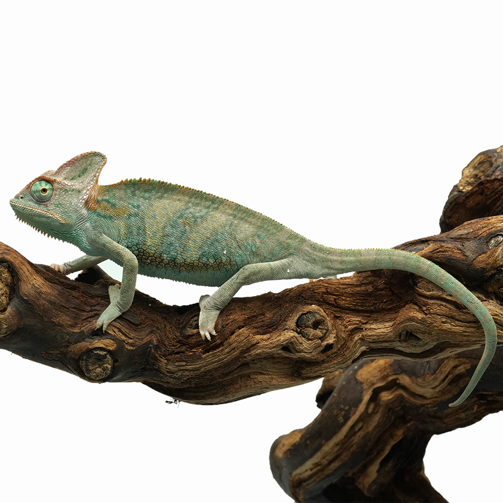 Veiled Chameleon