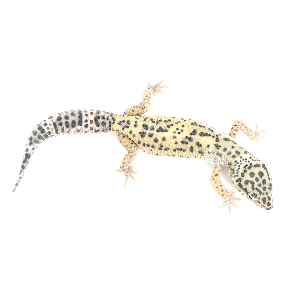 Snow Leopard Gecko