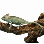 Veiled Chameleon