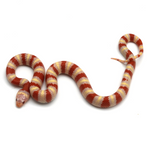 Albino Ruthven's Kingsnake