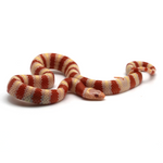 Albino Ruthven's Kingsnake