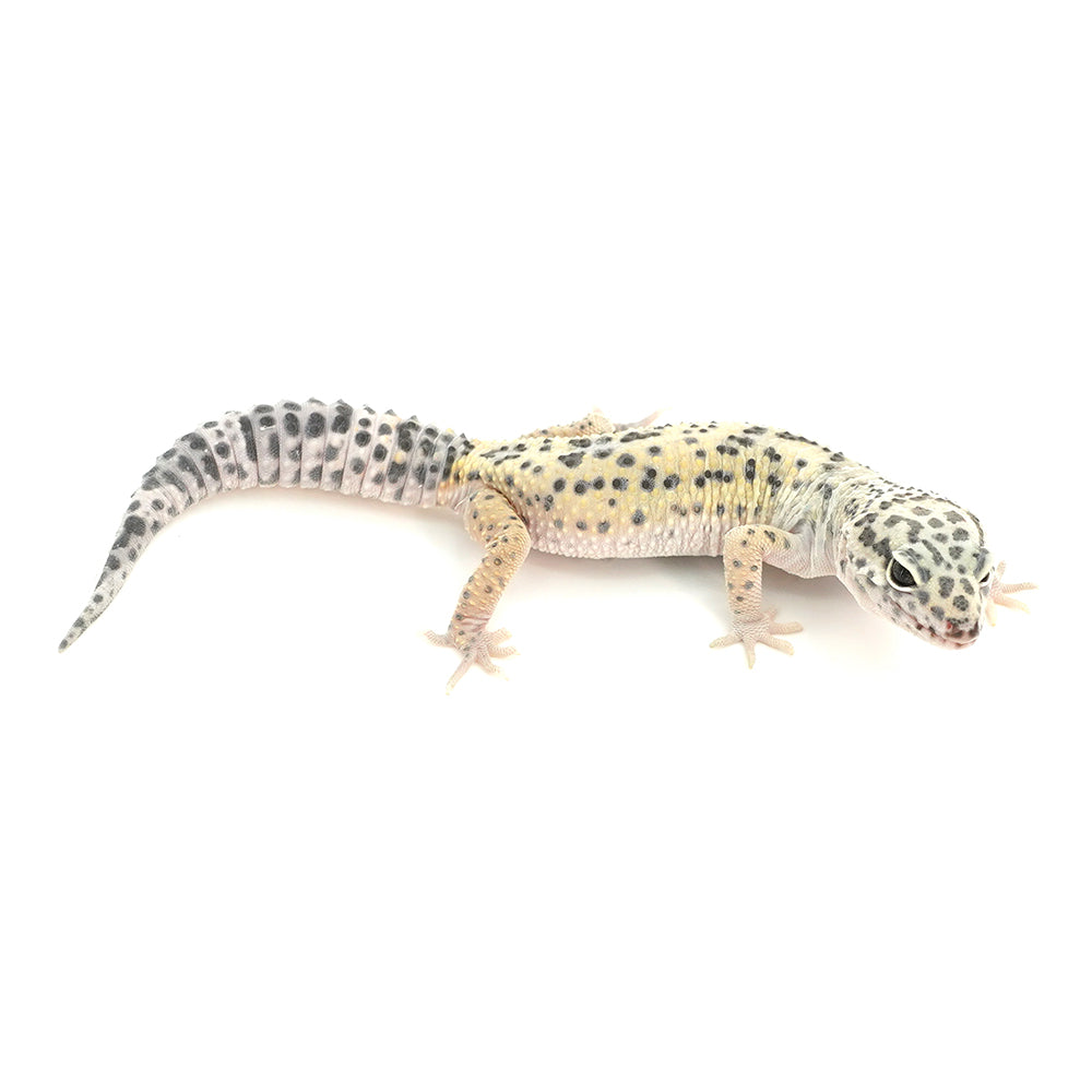 Snow Leopard Gecko