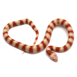 Albino Ruthven's Kingsnake