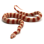 Albino Ruthven's Kingsnake