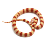 Albino Ruthven's Kingsnake