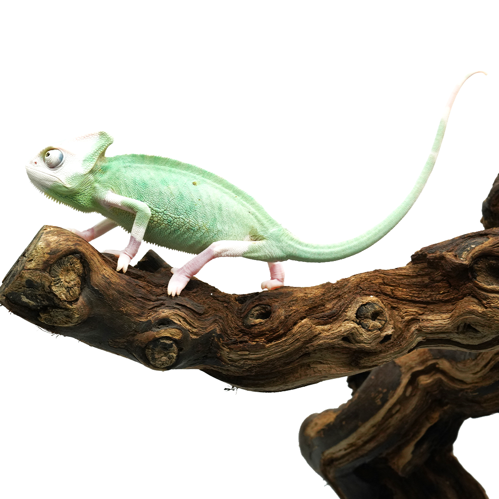 Pied High White Veiled Chameleon