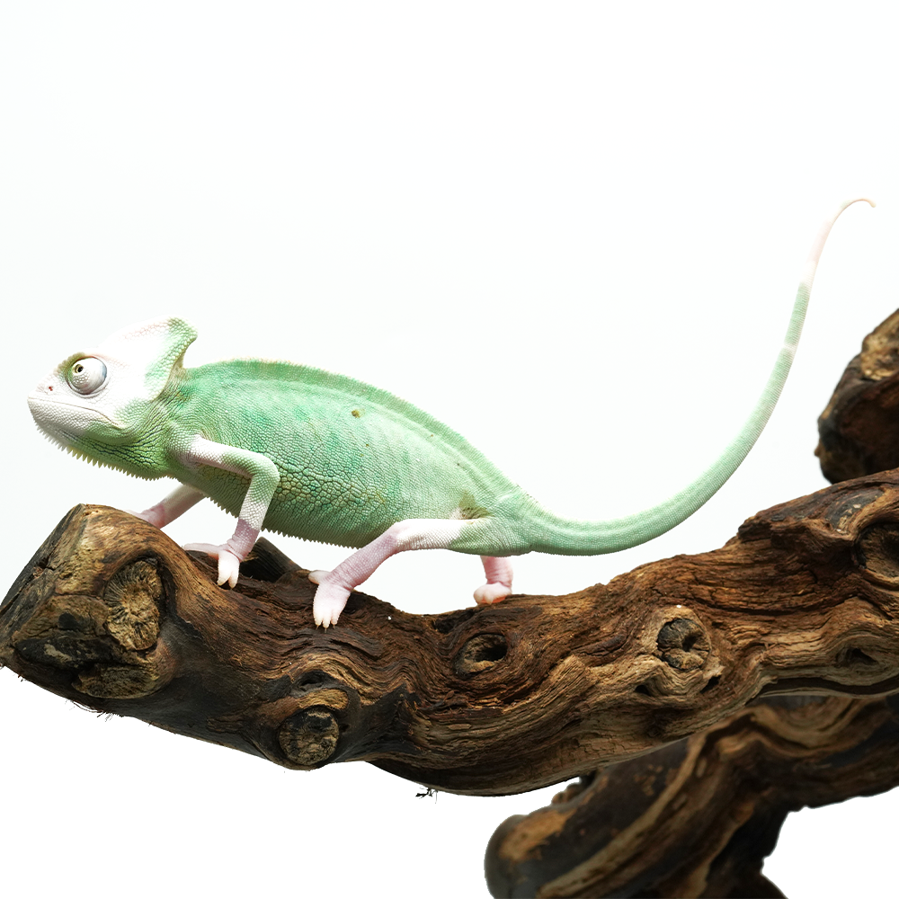Pied High White Veiled Chameleon