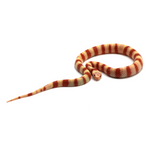 Albino Ruthven's Kingsnake