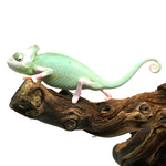 Pied High White Veiled Chameleon