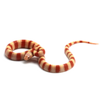 Albino Ruthven's Kingsnake