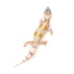 Snow Hypo Leopard Gecko