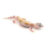 Snow Hypo Leopard Gecko