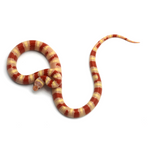 Albino Ruthven's Kingsnake