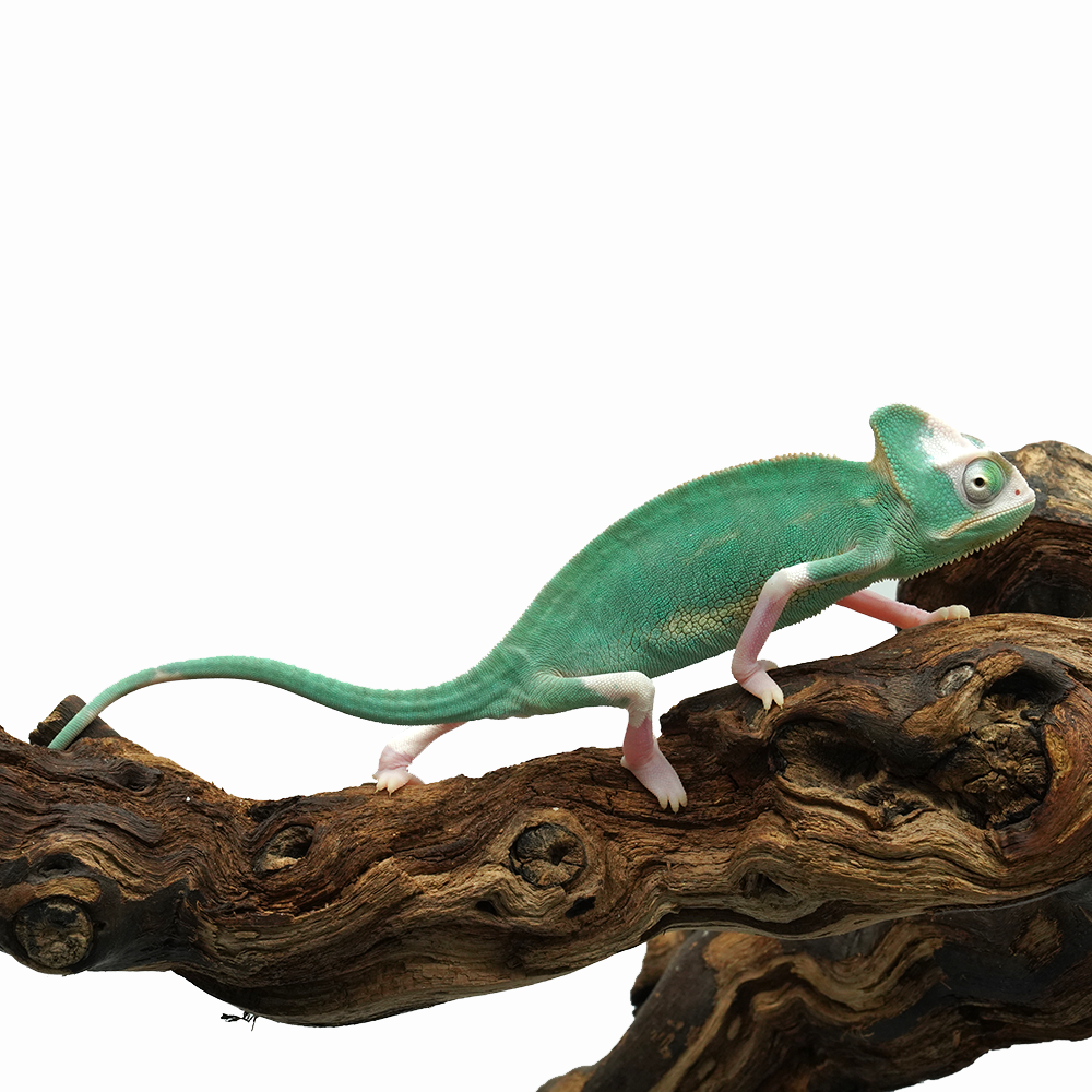 Pied Low White Veiled Chameleon